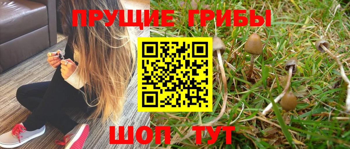 Псилоцибиновые грибы Cubensis  Вход с VPN  Добрянка 